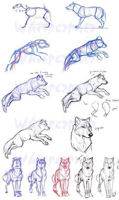 some different types of dogs that are drawn in blue, red and black pencils