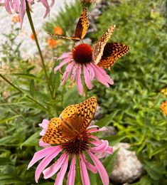 two butterflies are sitting on some pink flowers