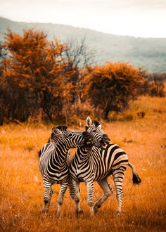 two zebras are playing together in the grass