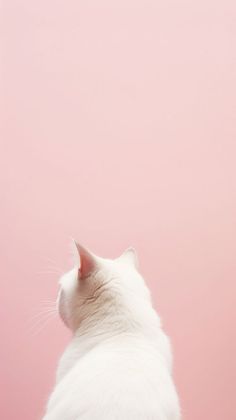 a white cat sitting on top of a wooden table next to a pink wall in front of it