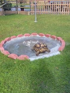 a tortoise sitting in the middle of a water bowl with grass around it