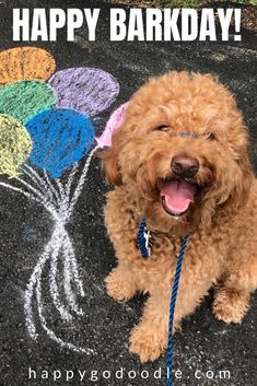 a brown dog sitting on top of a sidewalk next to a chalk drawing with balloons