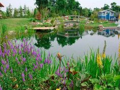 a pond surrounded by lush green grass and purple flowers in front of a blue house