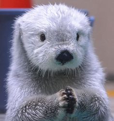 a polar bear sitting on its hind legs with his paws in the air and looking at the camera