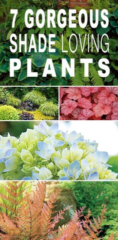 the book cover for 7 gorgeous shade loving plants, featuring different types of flowers and foliage