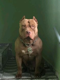 a brown dog sitting on top of stairs next to a green wall and tiled floor