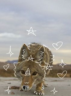 a wolf is walking on the ground with hearts and stars above it's head