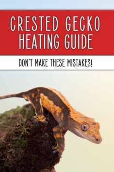 a gecko sitting on top of a rock with the words crested gecko heating guide