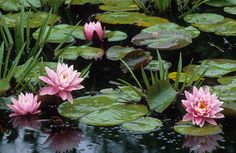 pink water lilies are blooming in the pond