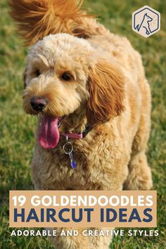 a brown dog standing on top of a lush green grass covered field with the title 19 goldendoodles haircut ideas adorable and creative styles