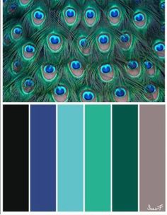 peacock feathers with blue and green hues in the background, including one color swatch