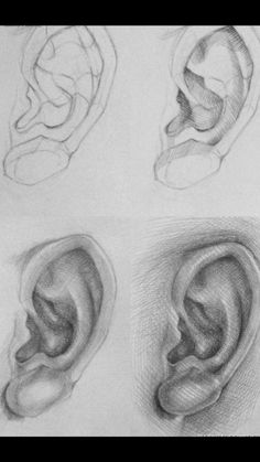 three different types of ear sketches