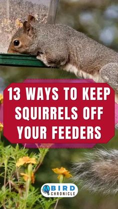 a squirrel eating from a bird feeder with the words, 13 ways to keep squirrels off your feeders