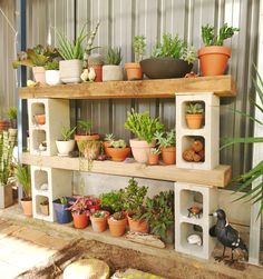 several potted plants are arranged on three shelves