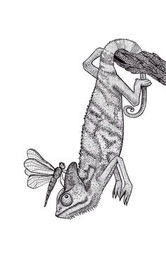 a drawing of a lizard with a bird on its back