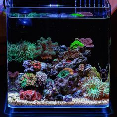 an aquarium filled with lots of different types of corals and seaweed in it