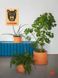 three potted plants in front of a blue radiator and a sign on the wall