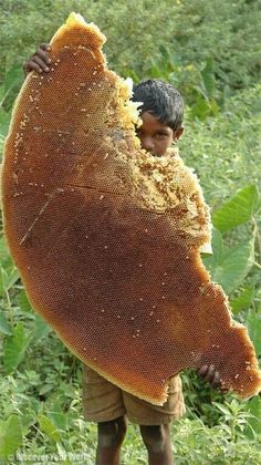 a young boy holding up a large honeycomb in the middle of a green field