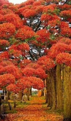 trees with red leaves are lined up in the grass and on the ground next to each other