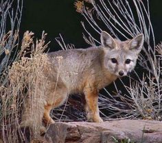 a small gray fox standing on top of a rock next to dry grass and bushes