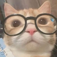 an orange and white cat with glasses on it's face looking up at the camera