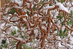 a tree covered in snow with lots of branches