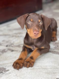 a brown and black dog laying on the ground