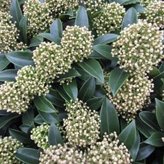 closeup of green leaves and white flowers