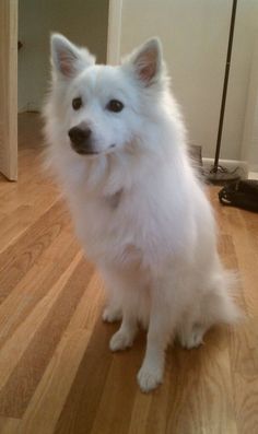 a white dog sitting on top of a hard wood floor