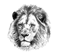 beautiful lion head drawing Lion Head Drawing, Lion Face Drawing, Drawing Mixed Media, Lion Portrait, Head Drawing, Lions Head, Portrait Sketch, Lion Face