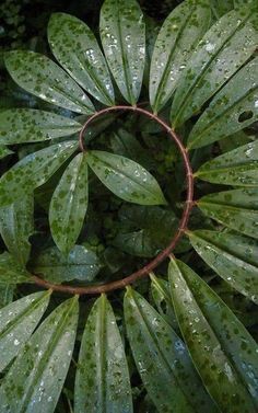 the top view of a green plant with water droplets on it