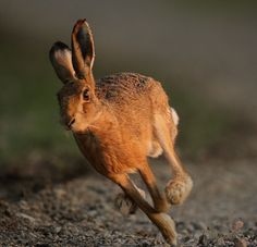 a small brown rabbit running across a gravel road