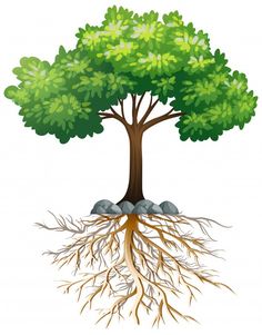 a tree with roots and leaves on a white background