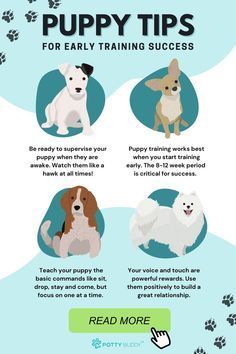 the puppy training guide is shown with instructions on how to train your dog and how to use it