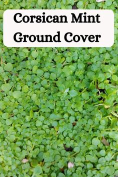 some green plants with the words corsian mint ground cover on it's side