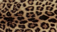 an animal print pattern is shown in brown and black