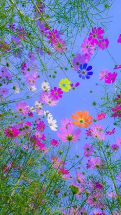 pink and white flowers against a blue sky