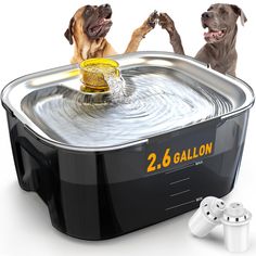 two dogs playing in a large water fountain