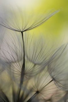 a dandelion flower is blowing in the wind