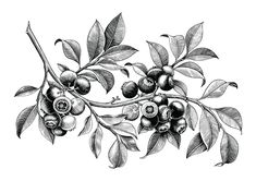 an ink drawing of berries on a branch