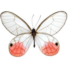 an orange and white butterfly with red spots on it's wings, flying in the air