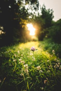 the sun shines brightly through the trees and grass in this field full of wildflowers