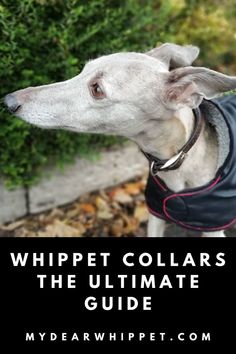 a white dog wearing a black jacket with the words whippet collars the ultimate guide