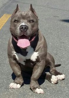 a brown and white dog laying on the ground with its tongue out