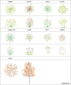 different types of plants and flowers in chinese