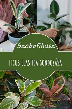 some plants that are in a pot with the words socbafiksz ficus elastica gondoosa