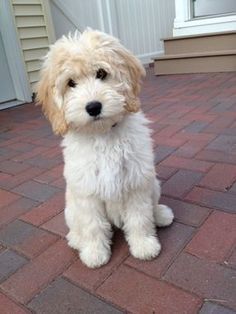 a small white dog sitting on top of a brick floor