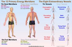 The 12 Primary Energy Meridians & The 8 Extraordinary Vessels Circadian Clock, In Utero, Medicine Student, Western Medicine, Spirit Science, Body Exercises, Connective Tissue