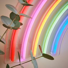 there is a plant with leaves in front of a rainbow wall hanging on the wall