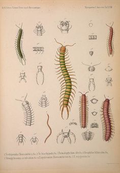 an old book with some drawings of different types of bugs and worms on it's cover